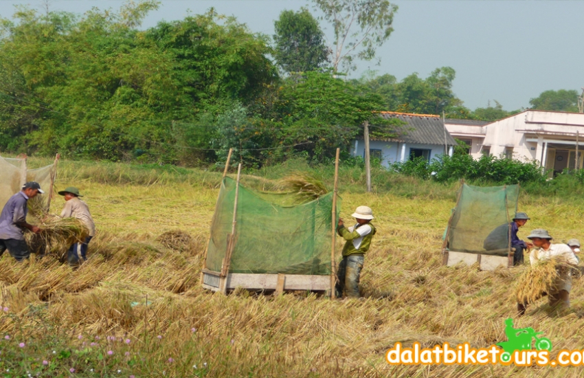 dalatmotorbike-muine-rice-harvest