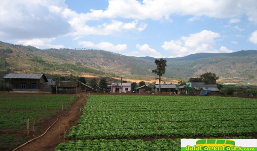 vegetable-field